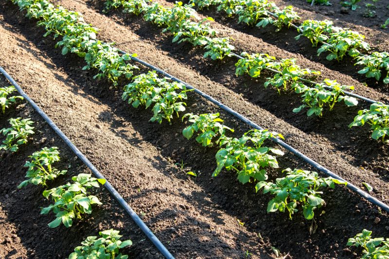 Drip Irrigation Installation